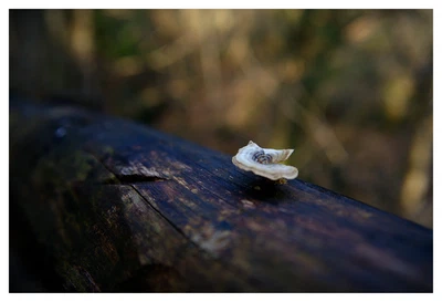 Fungus